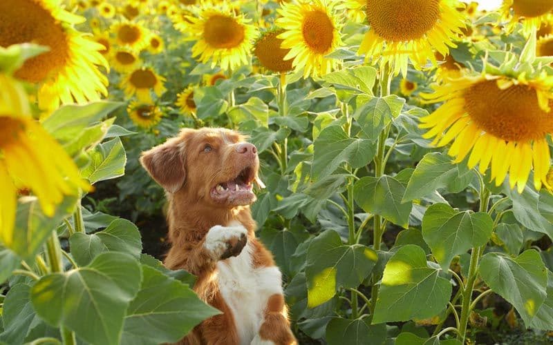 Semi di girasole per cani