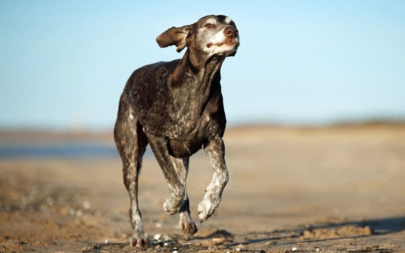 Cane anziano sano e felice corre su una spiaggia