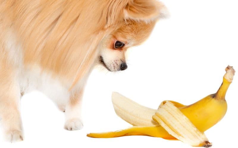 Banane per cani