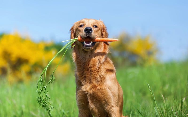 Un Golden Retriever mangia una carota