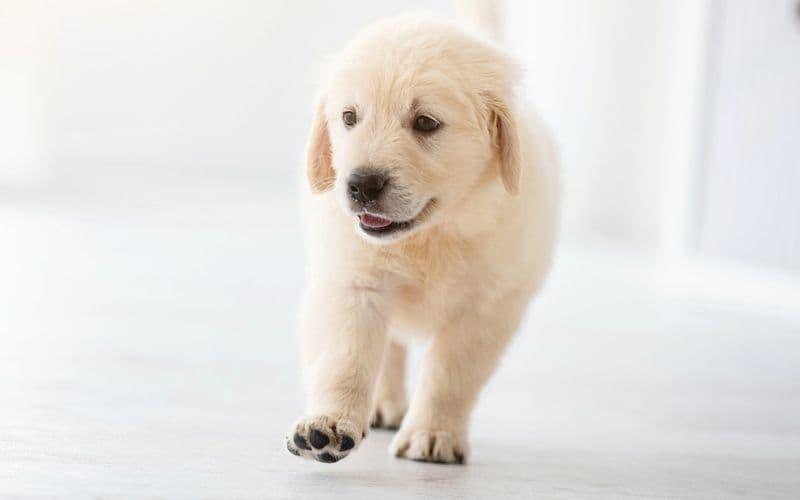 Cucciolo che cammina su una superficie scivolosa (pavimento)