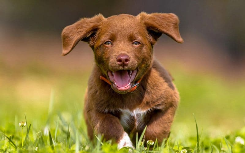 Cucciolo in crescita corre in un campo