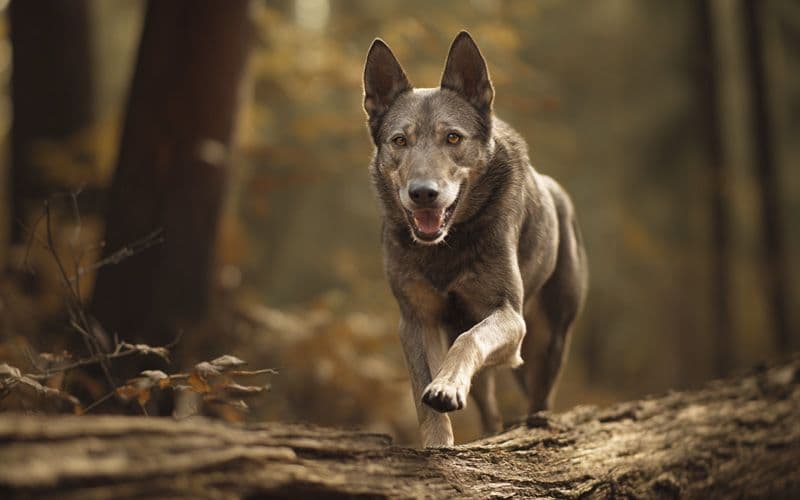 Il cane utilizza equilibrio, coordinazione e propriocezione mentre cammina nel bosco
