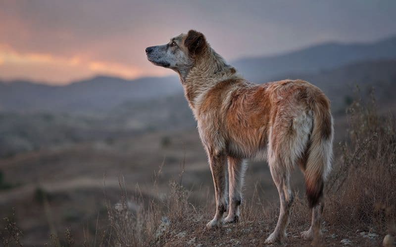 Con cure attente e coinvolgimento cognitivo continuo, i cani anziani possono mantenere la qualità della vita.