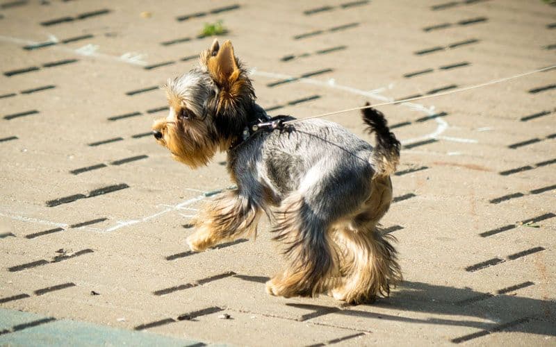 Piccolo Yorkshire Terrier che cammina
