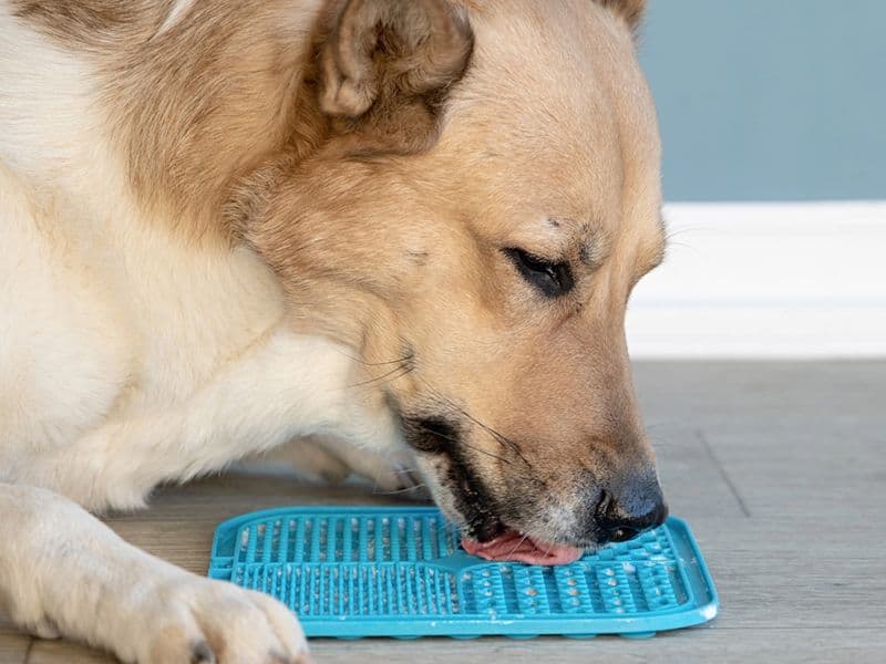 Modi divertenti per dare frutta e verdura ai cani