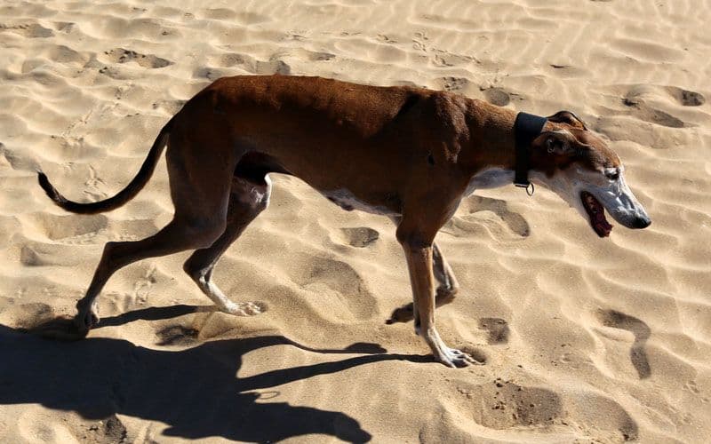 Passeggiate per cani anziani
