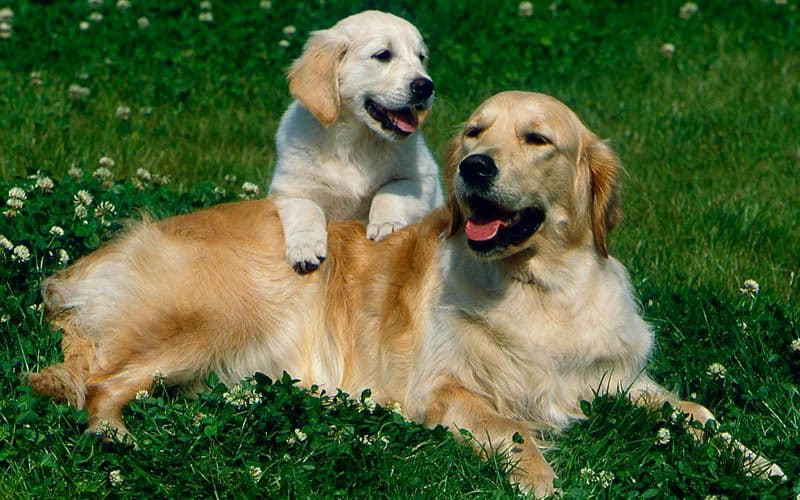 Golden Retriever adulto e cucciolo che riposano in un campo